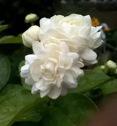  『软木质』茉莉花不用去花店买了，随便剪个枝条就可以养一盆