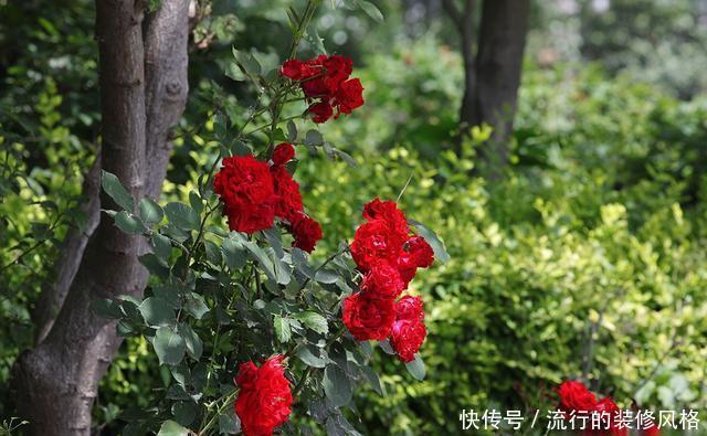 『花无』月季——只道花无十日红,此花无日不春风
