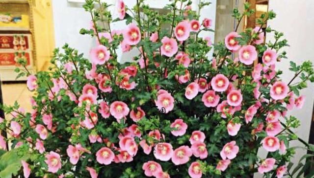  #花苞#入秋后，李大姐在家养“4种花”，个个冒出“大花苞”，花