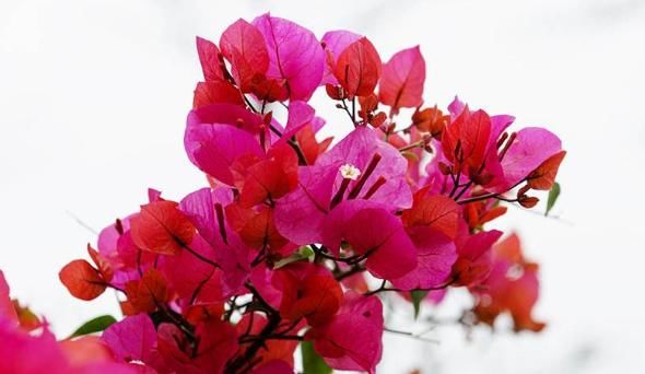 小院@家有小院,不如养盆爬藤花,全年开花不断,分分钟爆成花海,超美