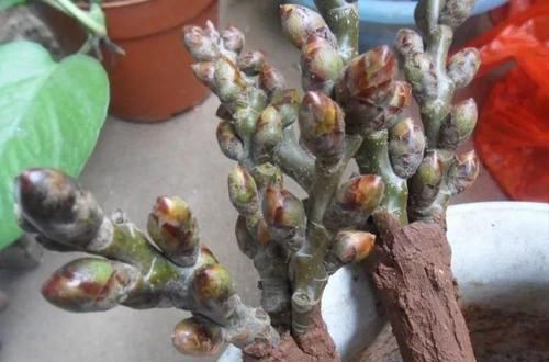  朱顶红：看见这花可别买，忍住，小心被忽悠，花钱买气受！