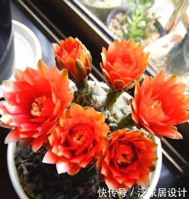 『品种』小小仙人球,品种几千个,开花似玉盘,便宜也惊艳