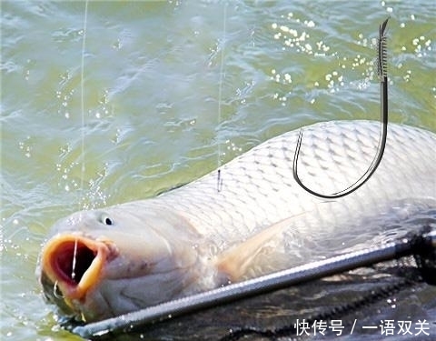  【钓点】秋季垂钓“鲤鱼”无处入手？找找这四个钓点，不到一分钟黑漂上鱼