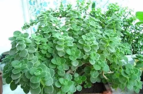 一大:很容易长满一大盆的几种植物,适合养窗台或阳台上