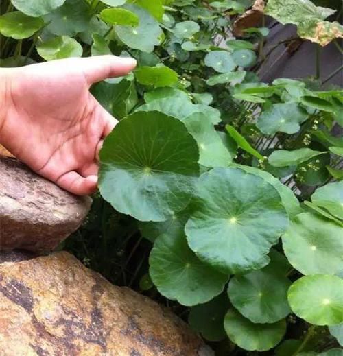  『停水』“嗜水如命”的5种花，全靠水续命，停水就枯萎！新手尤其要注意