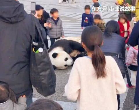 日本街头惊现“大熊猫”，引众人围观拍照，中国游客看后却笑喷了