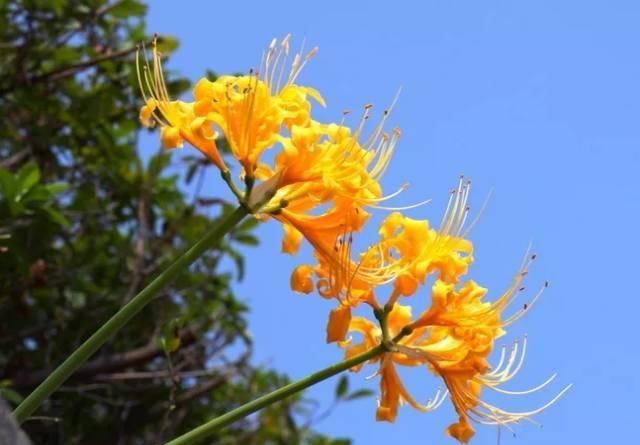  「石蒜」神奇！这种花，花叶永不相见，美极了！