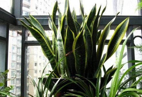  「旺盛」这“3种”绿植最讨厌“喝水”，30多天不浇水，反倒越长越旺盛！