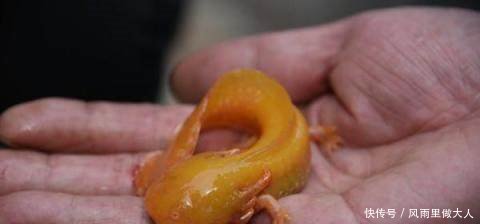 农村老人捡到“稀有物种”，上交国家却为何被退回