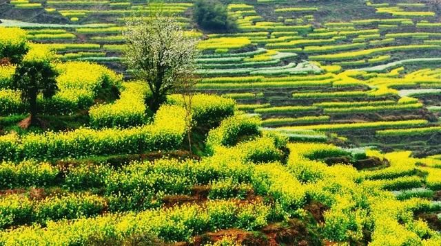 “最美乡村”的称号的婺源花开得美爆了！