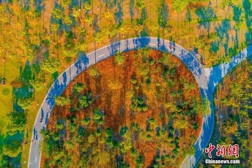 航拍安徽合肥四季花海秋景 层林尽染五彩斑斓