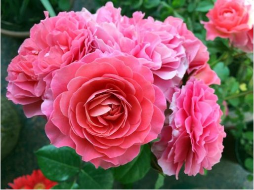  【玫瑰】喜欢菊花，不如养“玫瑰精品”香香公主，代表美丽活泼，错落有致