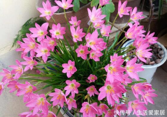  『红色达芬奇』喜欢在家中养护花卉，就养护欣赏价值较高的3种花卉，花期长，美