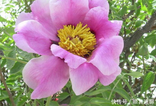  「植物」花朵的培养，到底有哪些注意事项呢这些你都知道吗