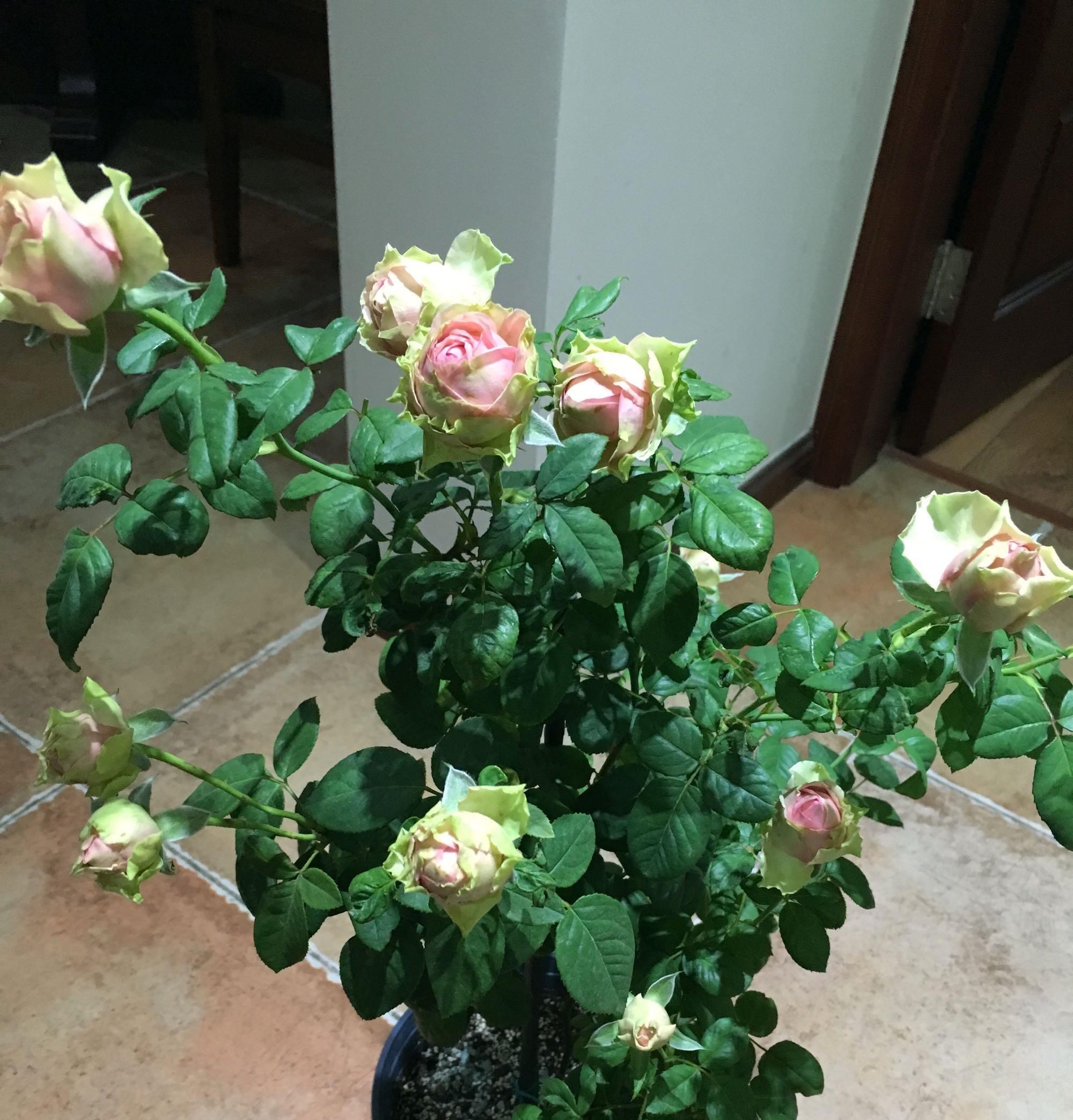  栽培：忘了绿萝吊兰吧，此新型盆栽绿植，栽培容易，花朵奇特，四季开花