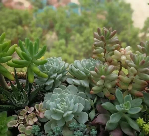  浇水■老妈把多肉养成“菜”!有一种亲妈,你不让她浇水,她偏要浇!