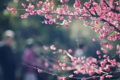 知否知否，应是暗香浮动，浙江已进入赏梅佳期！