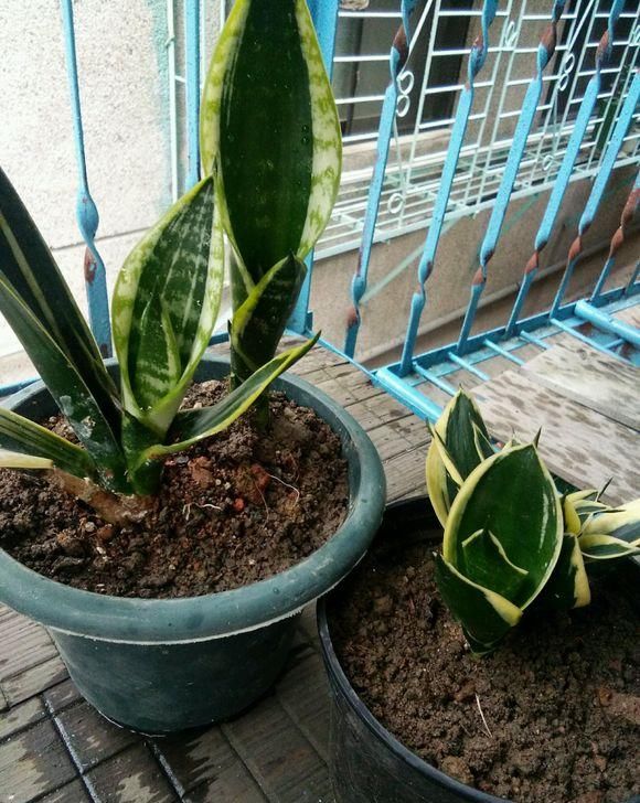  『漂亮』开花漂亮的绿植，一定不能放进卧室，影响健康不说，还不利于生长