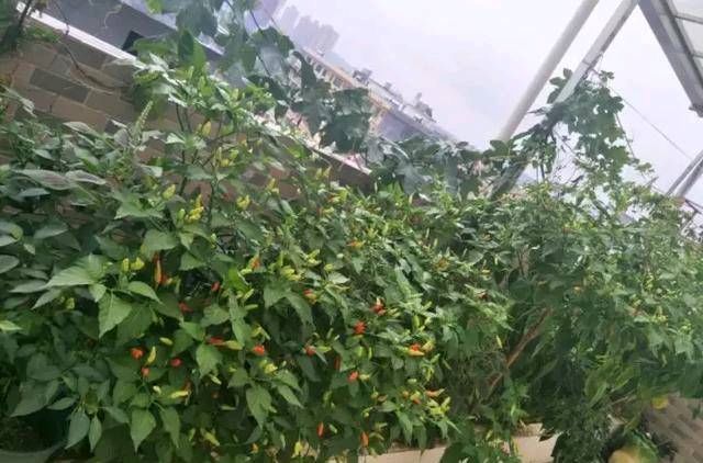  #辣椒#1把辣椒种子撒盆里，1年结果好几斤，一家人都吃不完！