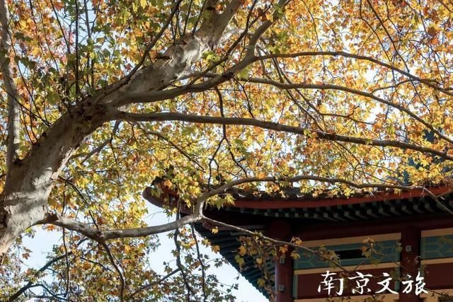 南京这些大学都有最美梧桐大道，有没有你的母校？