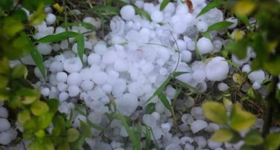  昨晚：昨晚河北多地区出现冰雹，冰雹对农作物破坏太大？看完明白了