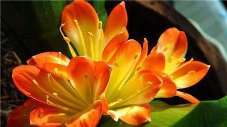  【植物生根】张大姐养花8年,把花种在“泡沫箱”里,阳台变成小花园,好看!