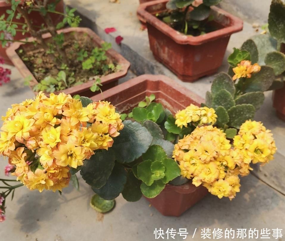 「新枝」长寿花开完花,马上给它做3件事,新枝长得更旺