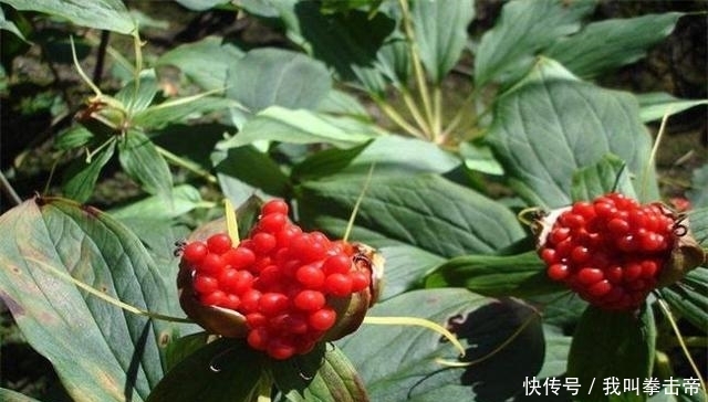  踩踏|冬笋一斤30元，可山林中它更昂贵，400元一斤却被农民忽视