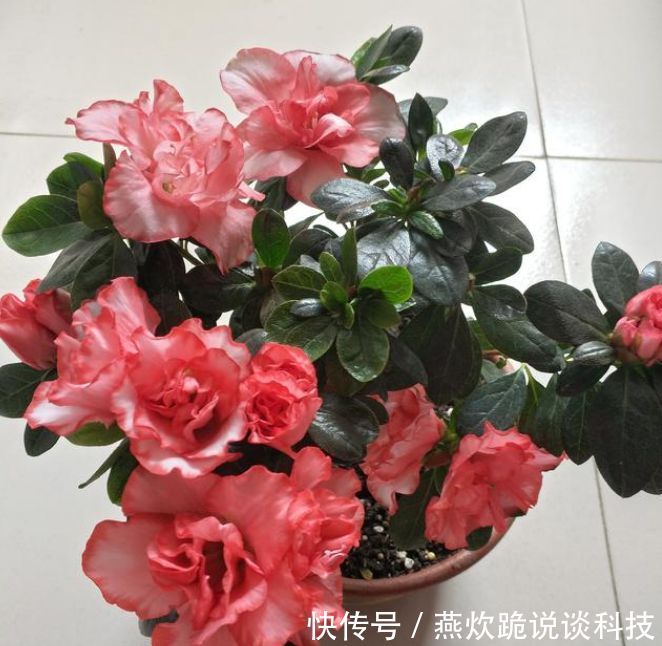  「春天」春天就养5种花，好养又漂亮，花团锦簇，人见人爱！