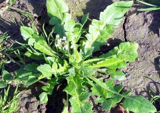  #喜欢#春季农村有哪些野菜可以吃？以下这四种野菜，你吃过哪些？
