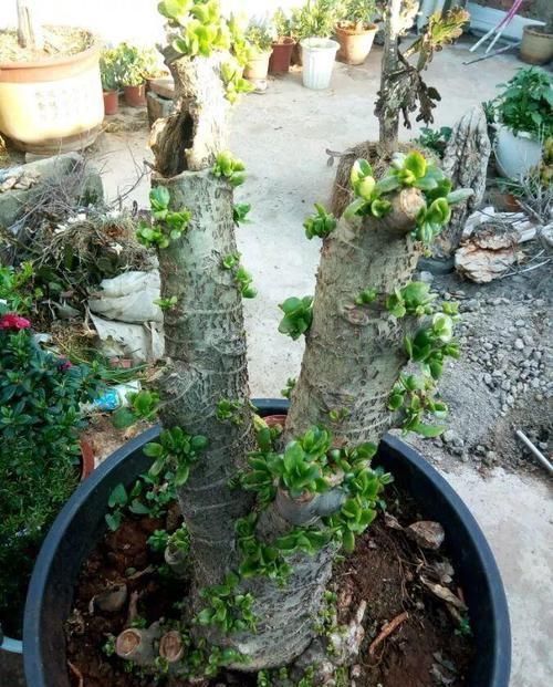  放在散射光好的地方■养了20年的玉树，杆子比大腿还粗，满树白花跟下雪了一样