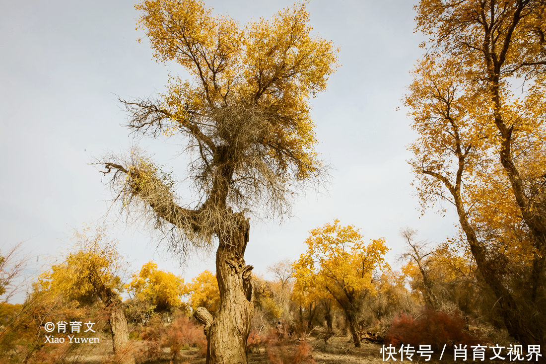 新疆胡杨最美的季节即将到来，坐上景区的小火车，仿佛穿越了时空