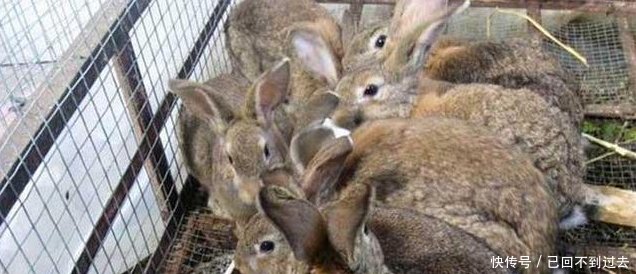 农村朋友注意啦！这些养殖业年收入10万以上，根本不愁销路~