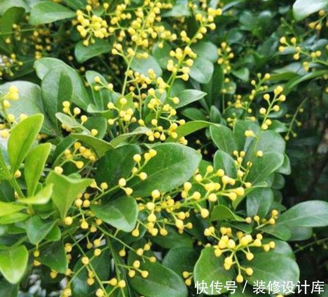 『绿萝』人养花,花也养人,“3种花”家养里,空气清新,还有助于睡眠!