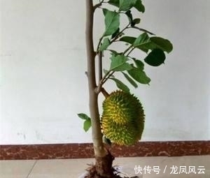 「嫩芽」榴莲在家种,“果核”埋土里,冒出嫩芽绿油油,不愁吃榴莲了