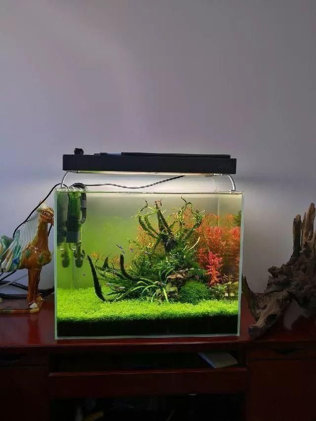  「养草」从养鱼到养草，从雨林缸到水陆缸 | 10年水族之路