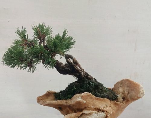 『修剪』喊朋友照顾半年的松树盆景还有救吗?没付工钱的朋友靠不住