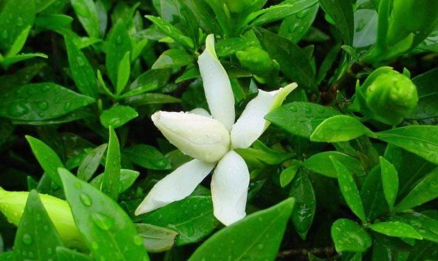  [栀子花]家庭盆栽栀子花，4点养护知识，学习养栀子花，白花开满盆