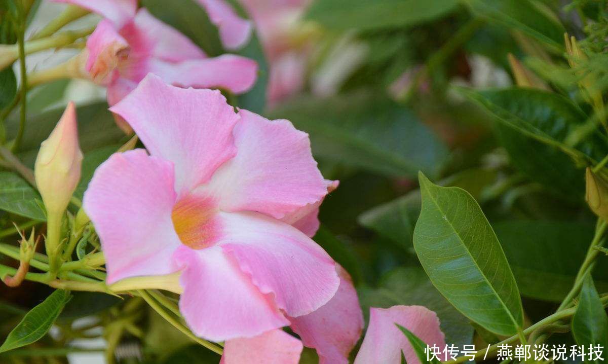 #深受#貌若西施的3种花,飘香藤、酒瓶兰、美女樱?,深受人们喜爱
