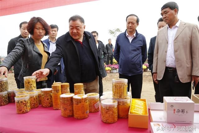 郑州一村庄500亩菊花满山绽放 对外免费游客爆棚