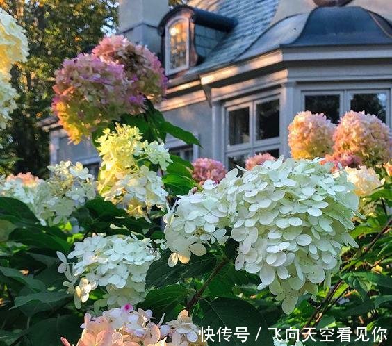 『蕨类植物』超级耐阴的几种花,常年不见太阳,也能郁郁葱葱长一片