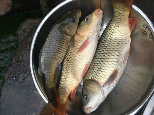  『差不多』一晚上周围的钓友全盯着漂发呆，只有我在不停的遛鱼，好尴尬啊！