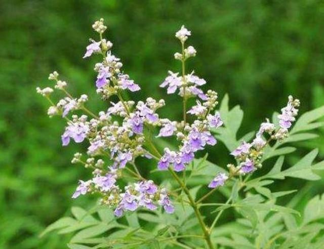  【见到】山上开紫色花的植物，人称“荆棵”是盆景佳品，见到挖回家