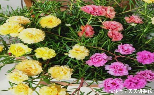 扦插:扦插最容易成活的花,这几种花榜上有名,枝条沾土就生根