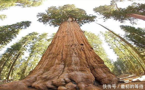 世界上最高的树，却被中国禁止，树木比50层楼还高
