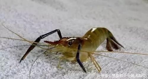 好物■鲤鱼最爱吃什么?野钓多年终于得出答案,五种鲤鱼无法抗拒的好物