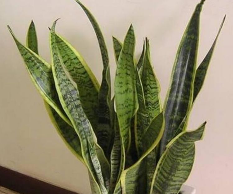  『漂亮』3种花养卧室，促进睡眠质量，植株漂亮上档次，一觉睡到自然醒！