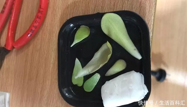 『扦插』空气生根扦插法,有效的懒人养花方法!揪片叶子丢袋子,太好活了