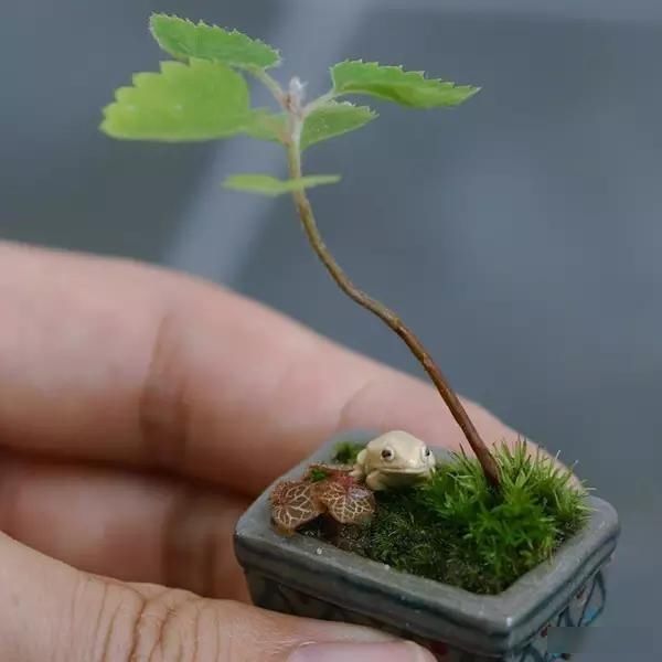  「极豆」治愈系的极豆盆栽