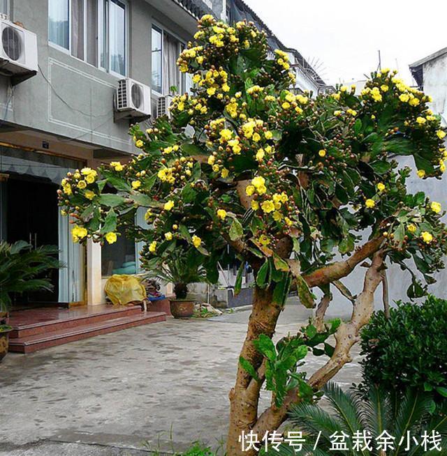巴掌|仙人掌养成树?厉害花友真多,把巴掌大小的叶片,竟养成大树!